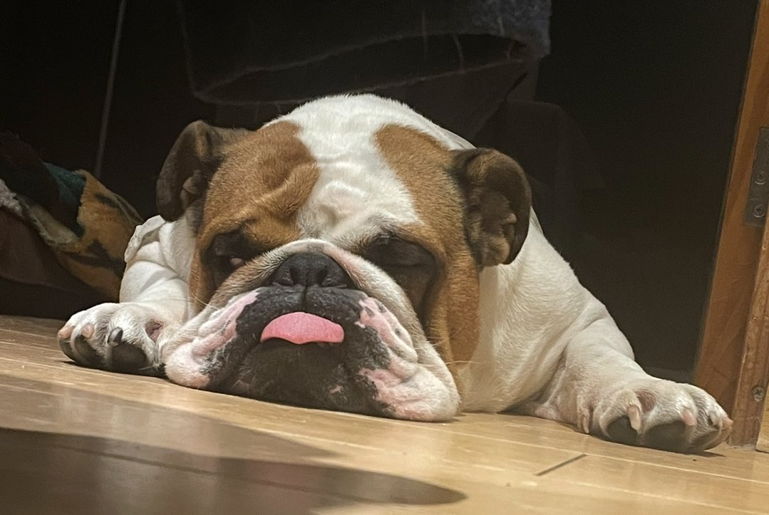 Unluckyoperator's tweet photo. @Garrett_Watts Oscar. He’s peculiar, someone my sister worked with couldn’t look after him anymore so we took him in. he likes to sleep and people watch, he barks at certain dogs. he’ll only go on a walk if there’s more then 2 people with him and he slobbers everywhere amongst other things ✭ https://t.co/yOsBX3gkK5