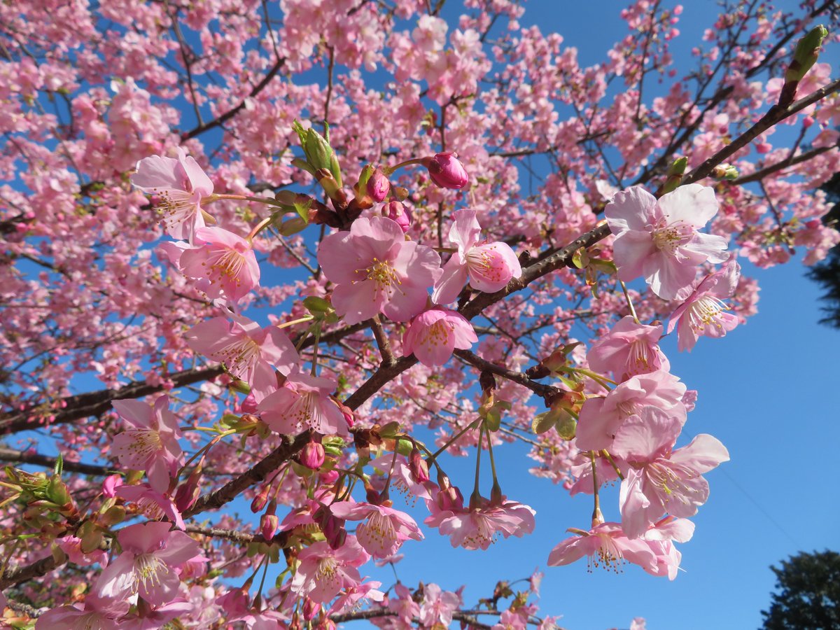W2Yh7w9NLzeE2qs's tweet photo. のこのしまアイランドパークです。
本数は少ないですが
河津桜が見頃です🌸
【本日の画像】
春が近づいてきました❤️
＃能古島　＃河津桜 https://t.co/oAwBoXIqeJ