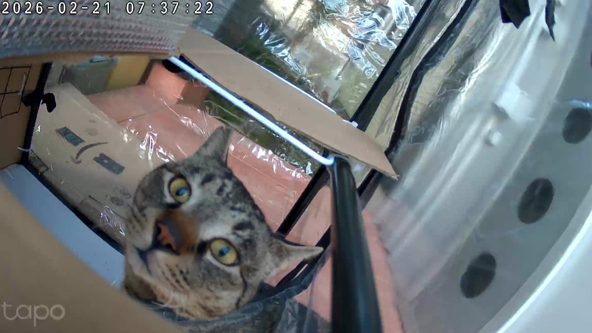 📌𝕏コミュニティ𓃠猫၈集会場𓃠今日のニャンコ🐱