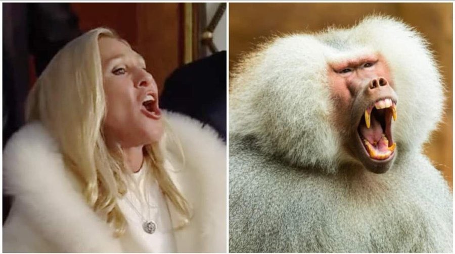 Someone invite MTG to the State of the Union so she can howl at Trump.