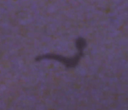 一瞬期待したけどよく見たらメガカイリューで泣ける