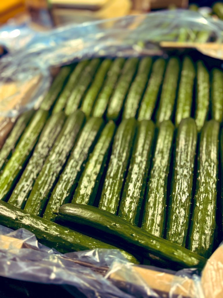 PyVSevenLucky's tweet image. お前のせいか！！

プラスチックの管をはめることも
重りを付けることもない！！

ちゃんと管理すれば真っ直ぐ育つ