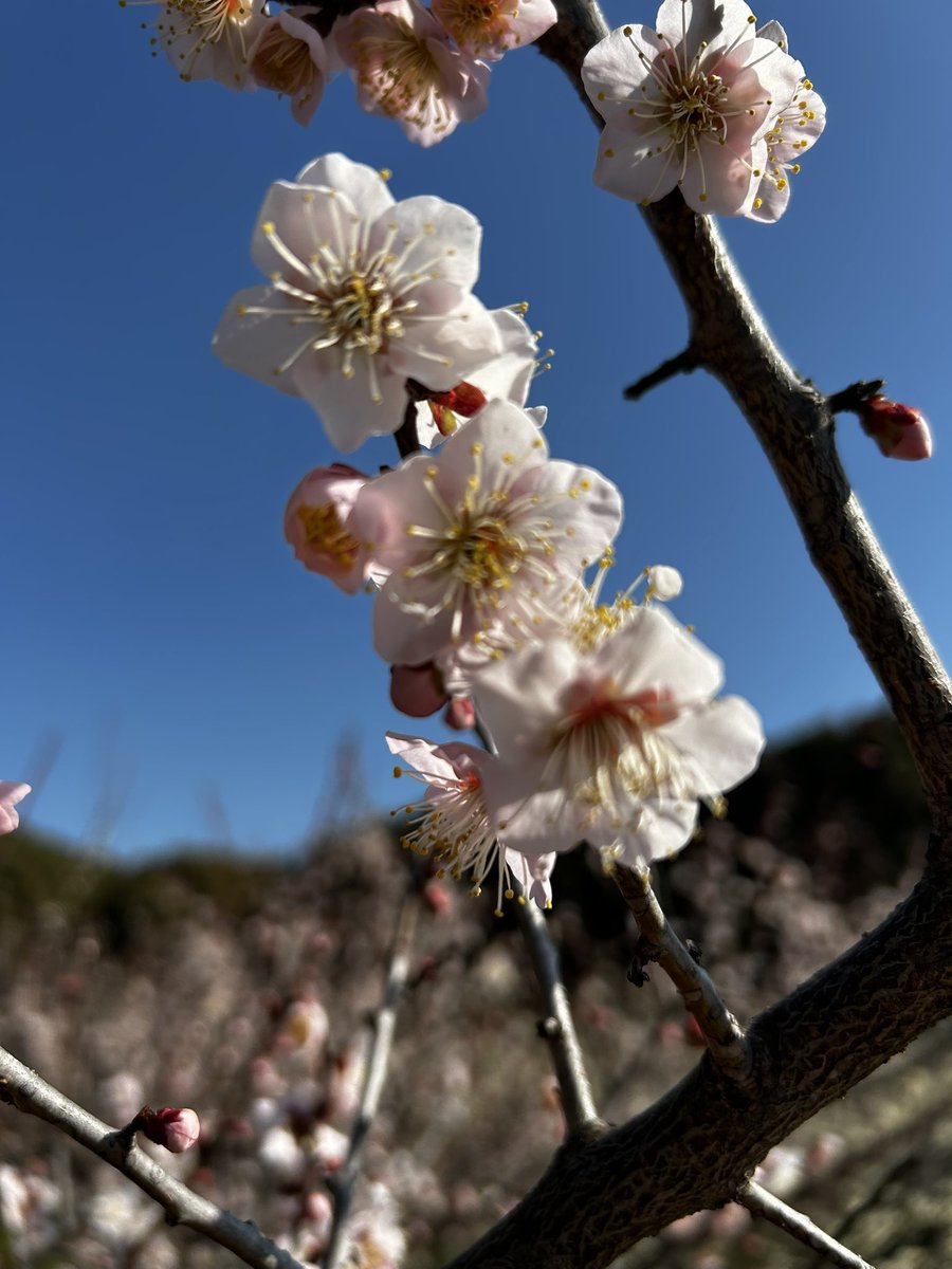 mitsubadoremi's tweet photo. 今日は梅の花を見てきました🌸 https://t.co/MN2DC1JRI8