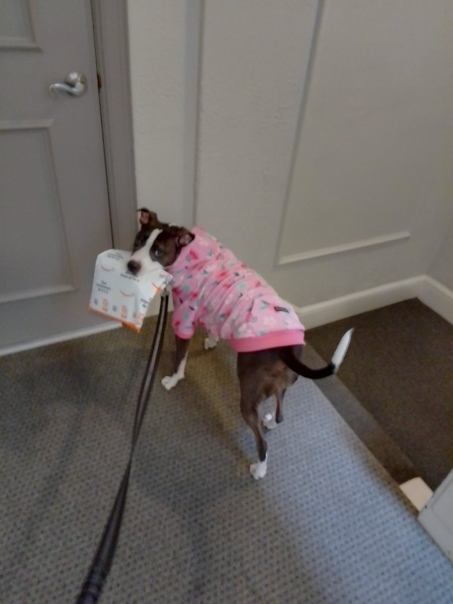 LebrockTony's tweet photo. Friπ
πΎMadam's Got Aπ¦!Β‘!πΎππΎππππΆππππΎπ
#doghelper #dogsoftwitter
#pittiesareawesome #staffys
#dogsdoingthings #pittielife
#MadamRiley #dogvibes #piti https://t.co/M7t1wFWRhn
