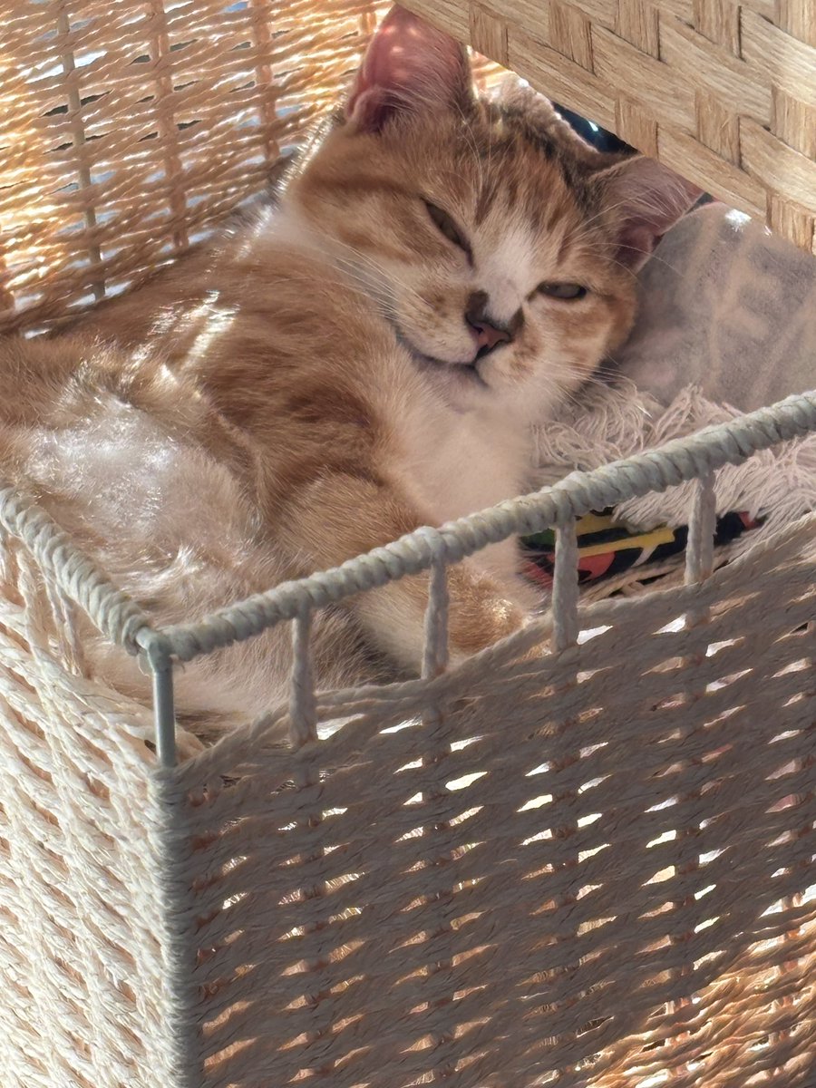 拾って95日目。

とにかくサカリが着いたようで、
夜になるとめちゃくちゃソワソワして窓の外を眺めたり思い詰めた表情で鳴いたりする。
昼はこのように、天使なのよ。👼

3月半ばに手術予定。
それまでなんとかあやして騙し騙し過ごすしかないかなー。

 #メス猫  #発情期