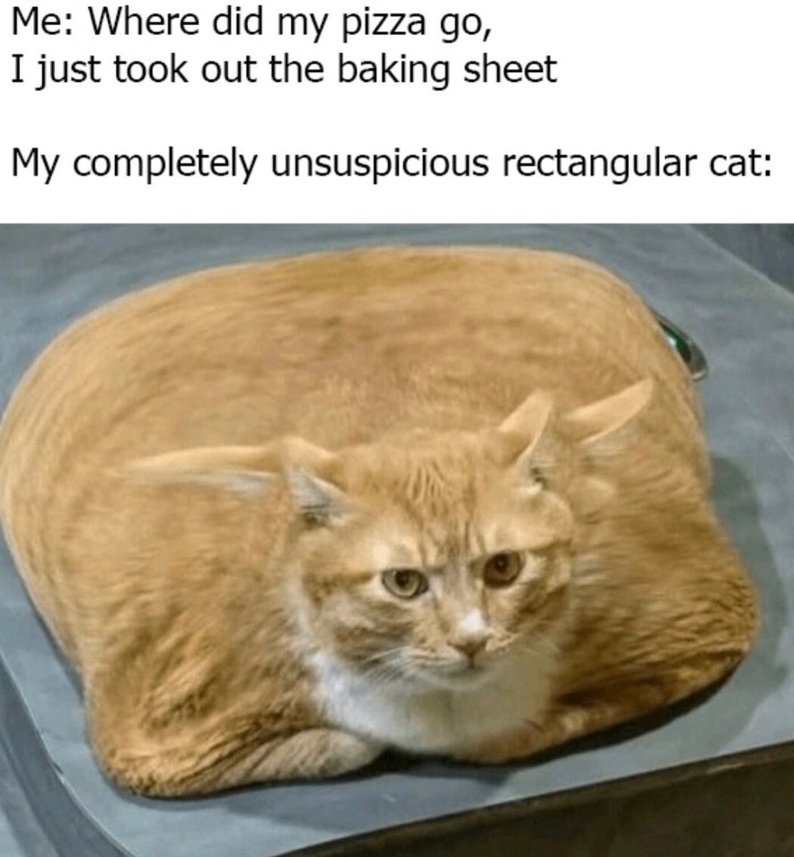 Punch Cat tweet media