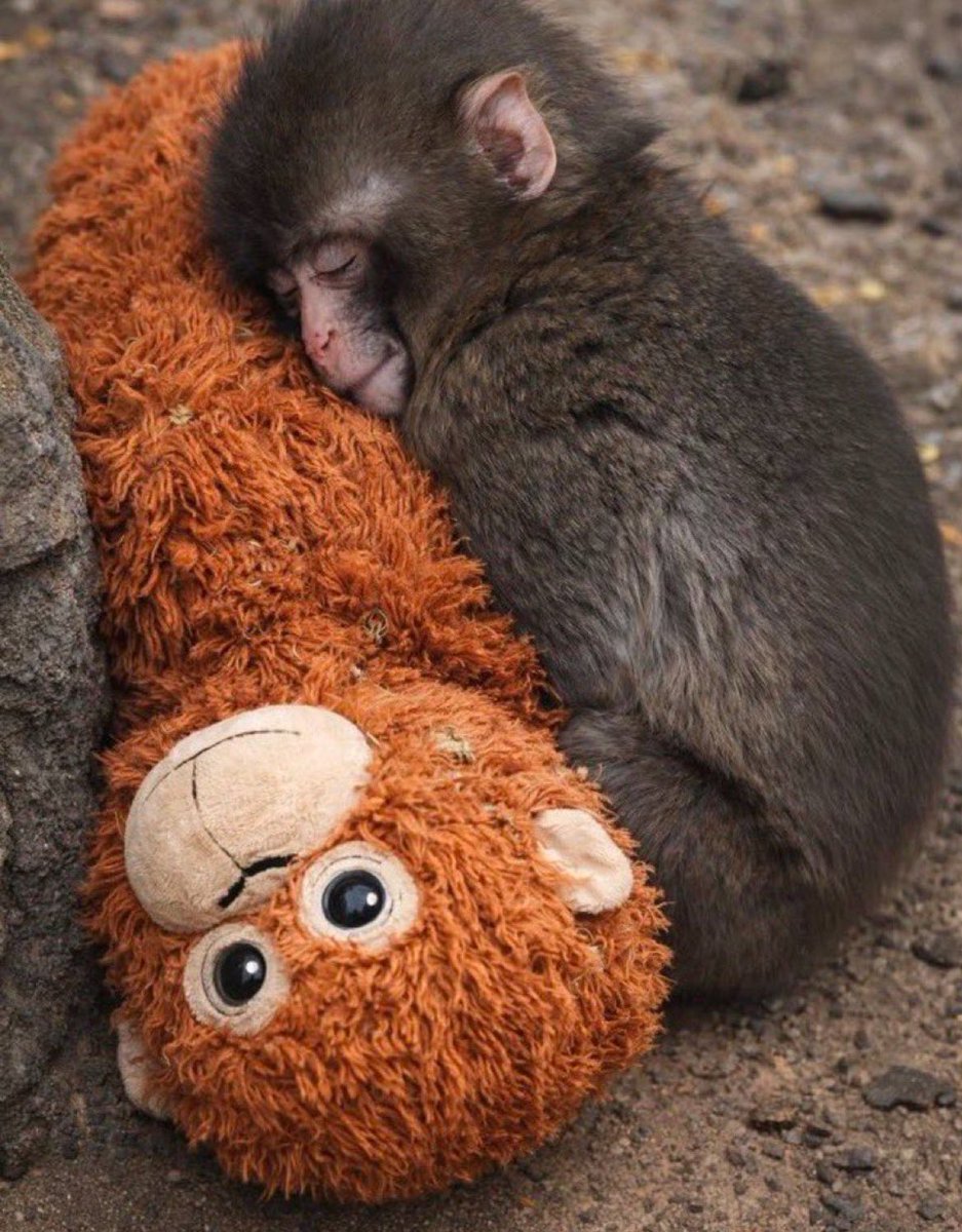 Araskoc89's tweet photo. Animals are not exhibits.
#closezoos #savePunch
Punch save
#Punch https://t.co/t4B7dsx0yV