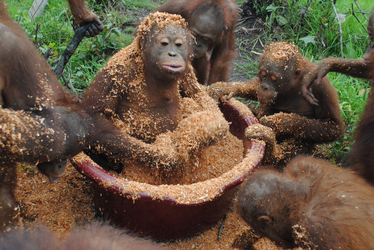 Orangutan Outreach 🦧❤️🌳 tweet media