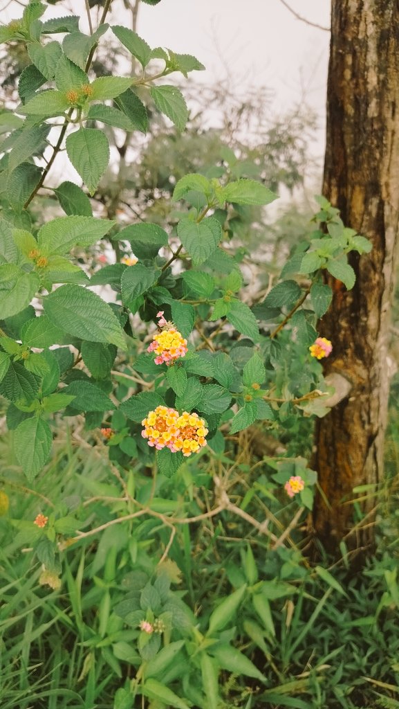 babelgaam's tweet photo. 🌻 https://t.co/3RtBDjwr7N