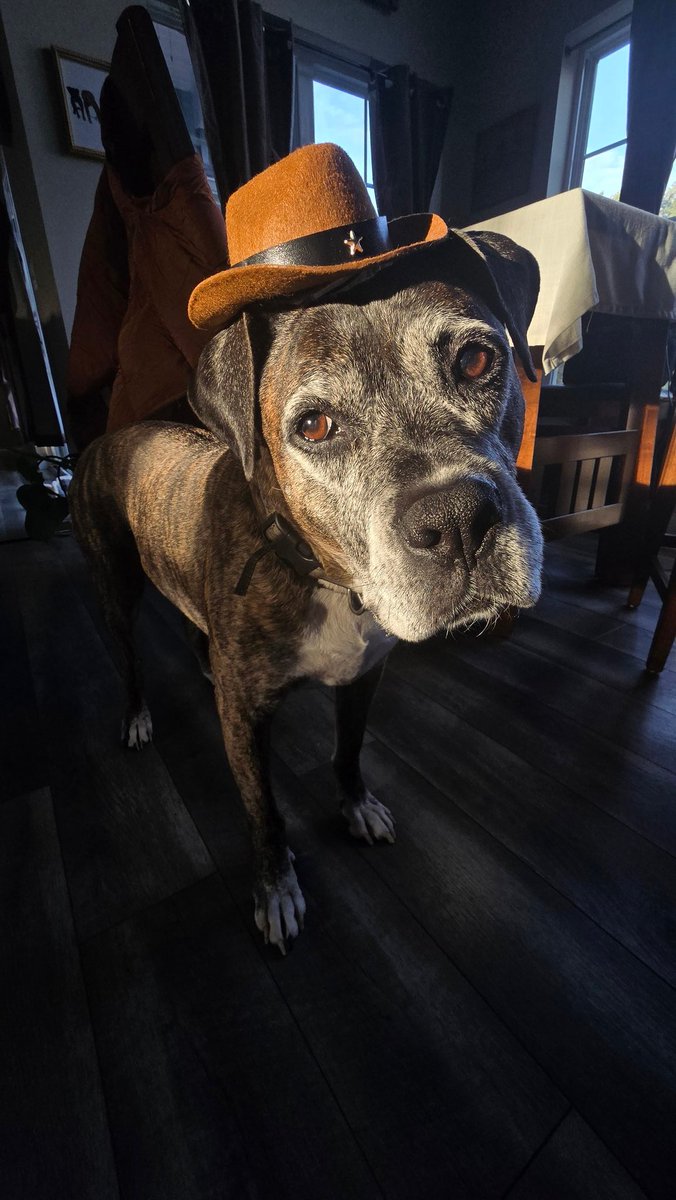 kotaw98's tweet photo. @Garrett_Watts This is Oakley, the biggest diva you’ll ever meet. I adopted him on halloween and he has been my best friend for 11 years. My whole life revolves around this stinky, dramatic, my way or the highway, frog punching cowboy https://t.co/NtxIRJzMw4