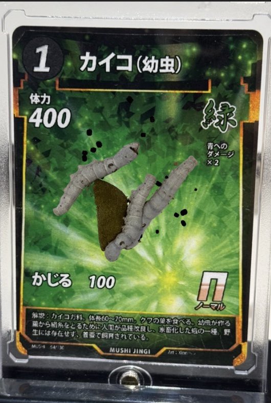 カイコ(幼虫) カイコLR 蚕玉の加護 本物の生物を加工して作りました