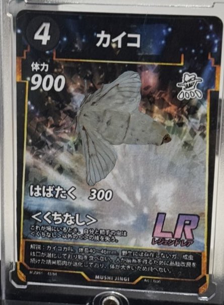 カイコ(幼虫) カイコLR 蚕玉の加護 本物の生物を加工して作りました