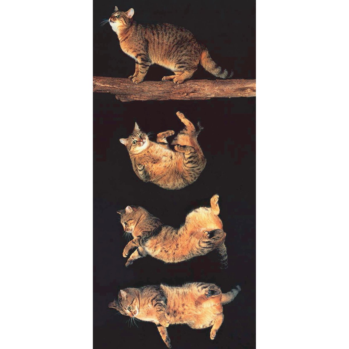 ・学者を悩ませた問題：「猫ひねり問題」

「猫は背中を下にして放しても足から着地できる」という事実は、長年「謎」として扱われてきました。外から力を加えていないのに回転しているため角運動量保存則に反しているように見え、これが「猫ひねり問題」と呼ばれる議論に発展します。（続く）