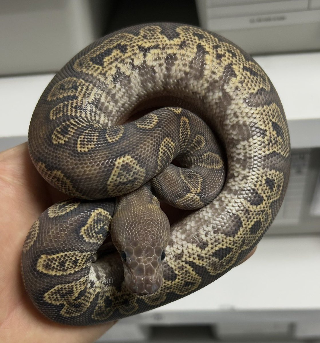 GEEK’S(ギークス) tweet media