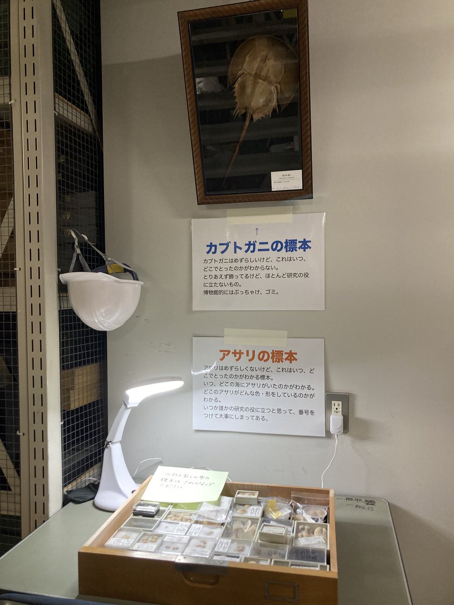 ラベルがないから、我が家の剥製はすべてゴミ！