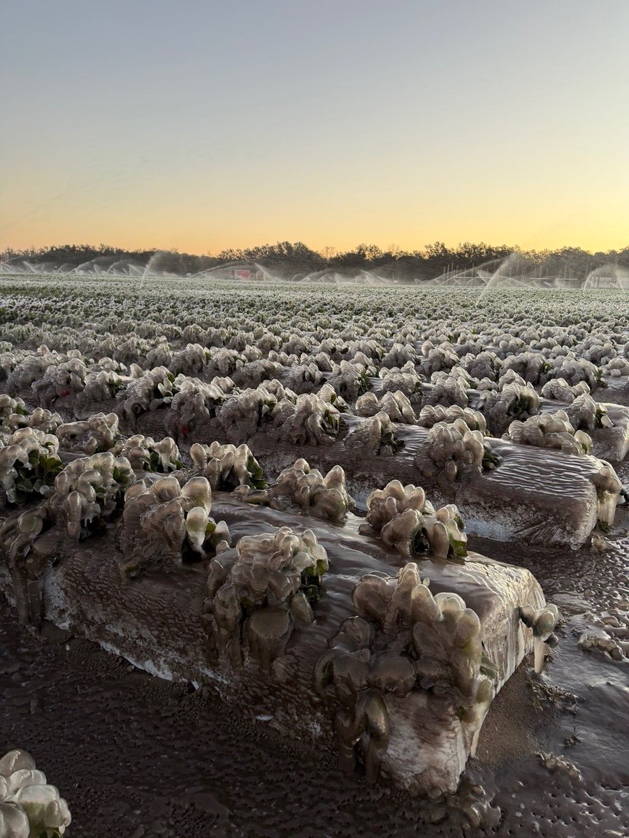 AshleyMoodyFL's tweet photo. Thank you to @SHFblueberries & @FlaFarmBureau for hosting me today to see firsthand the damage the recent extreme freeze caused. 

I’ve included photos of what the crops I saw today looked like during the freeze and what they look like today. 

Our farmers are resilient and as Florida’s U.S. Senator, I will continue to fight for the industry responsible for feeding Americans and supporting Florida families.