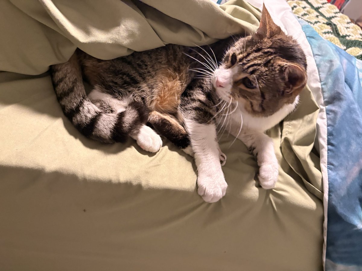 Meet Bo nix before his tragic season ending injury 🥹