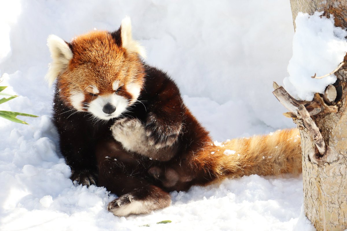 ㈱ゴン太 (@SbbFFBE2sVWOBjf) / Posts / X