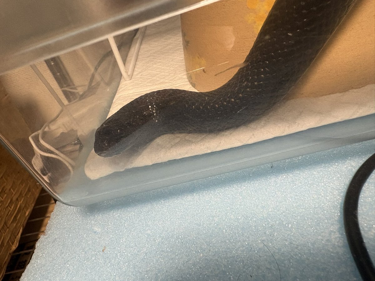 ぷーたろうbot tweet media