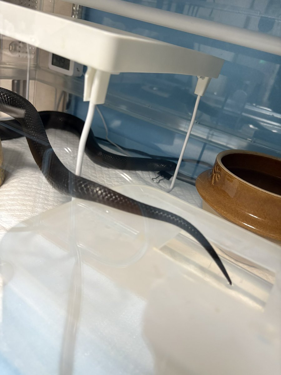 ぷーたろうbot tweet media