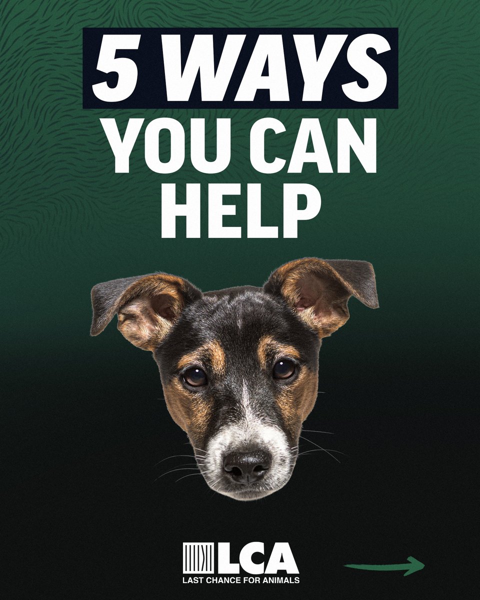 Last Chance for Animals tweet media