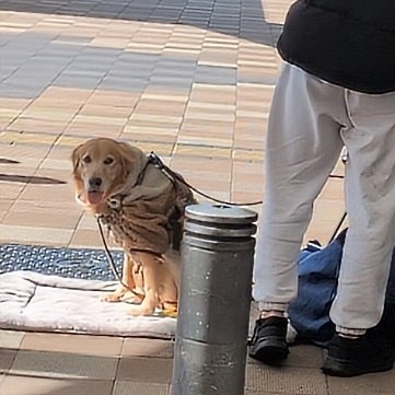 《拡散希望》犬連れ回し募金。本日の亀有駅。一日中犬を連れ回して募金活動。まともな動物愛護団体は絶対にこんなことしません。動物虐待です。

収支報告一切なし。街頭に立っているのは動物愛護ボラではなくバイト。自由が丘、北千住、秋葉原、横浜、柏、亀有などで行なわれてます。