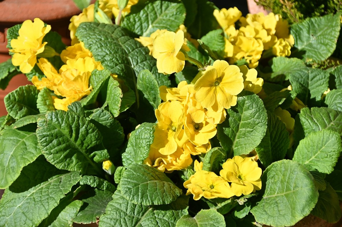 花と緑のTDRブログ_ユキヤナギ tweet media