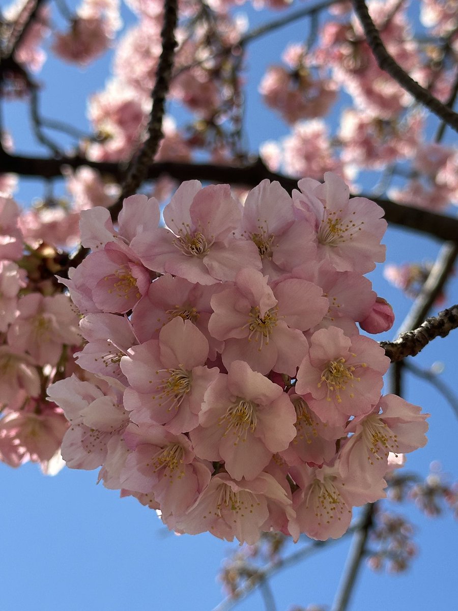春　サクラ🌸