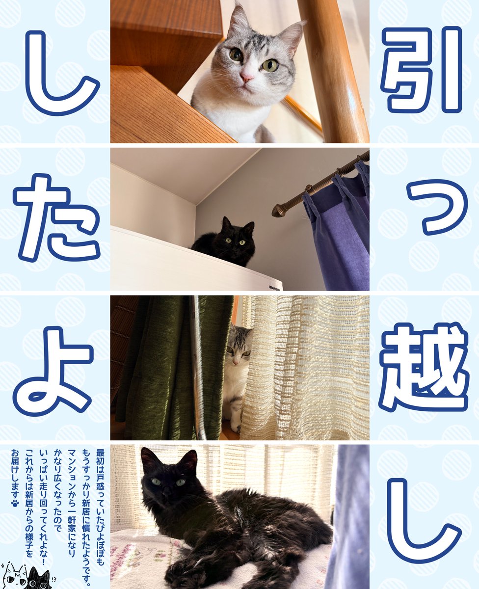 もふのいる生活 tweet media