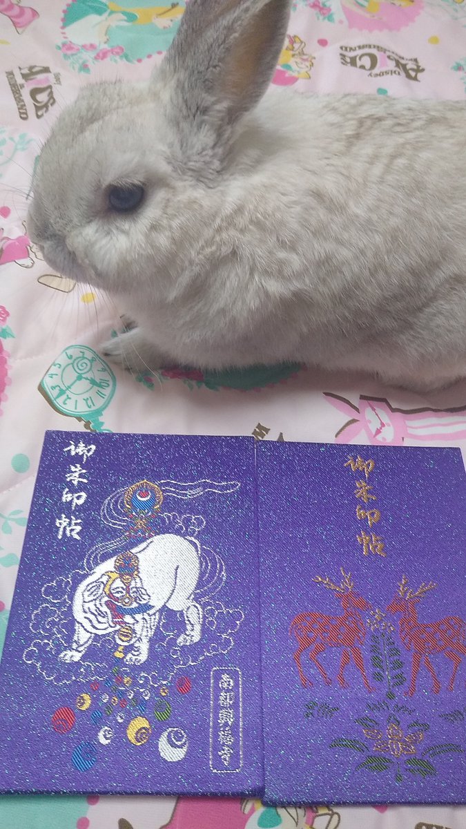 プリンセスラビット tweet media