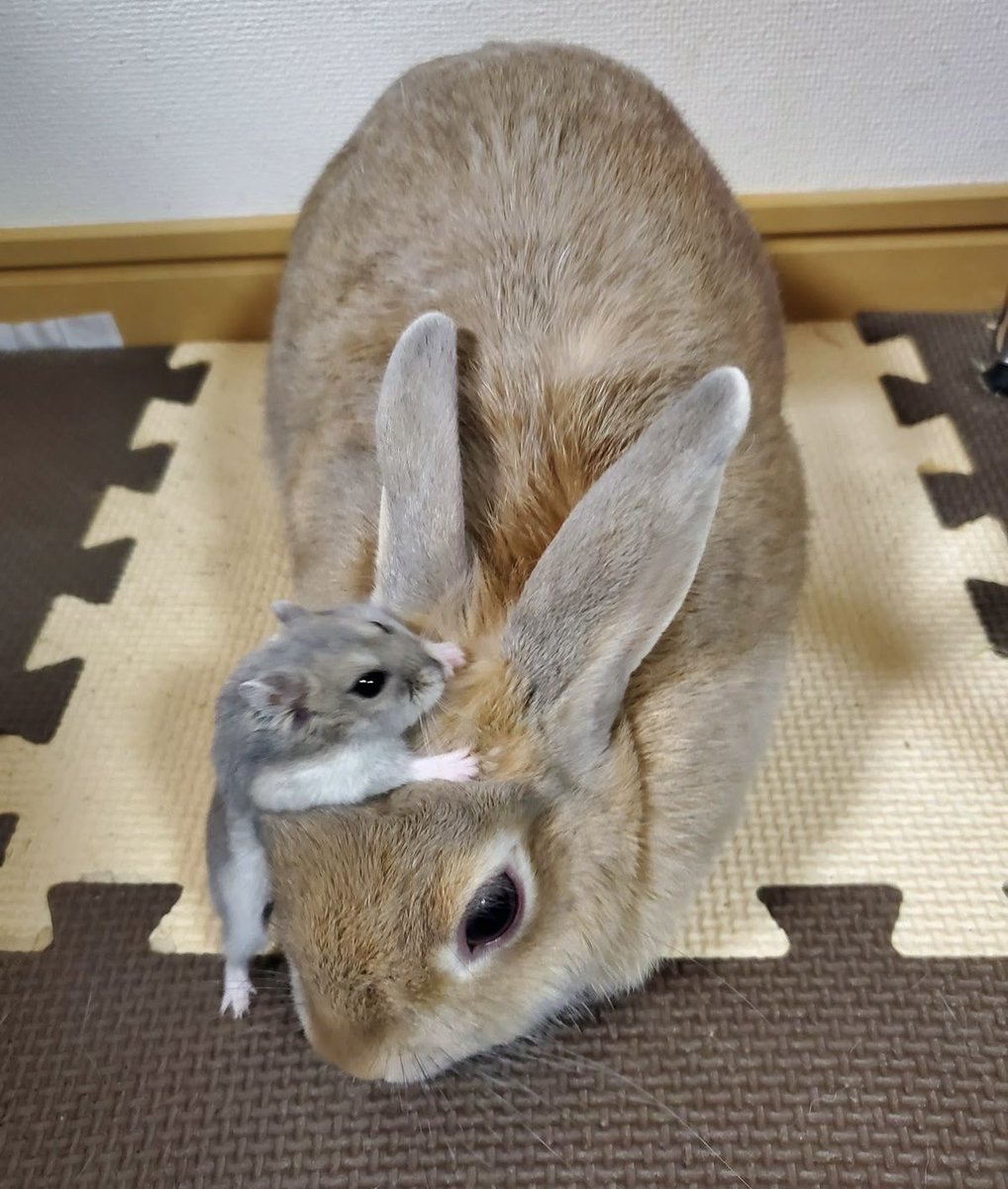 Bunnies (@bunnies) on Twitter photo 