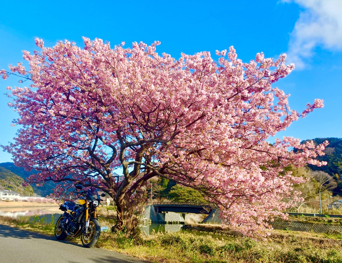 xsrcape's tweet photo. 2/19の様子です
#みなみの桜と菜の花まつり
#南伊豆町
#河津桜 https://t.co/OxBW418Jrd
