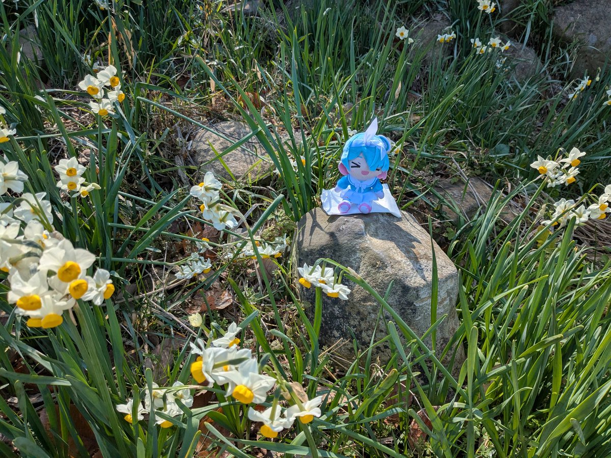 Post by ユキヒロ on X: 水仙沢山咲いてる