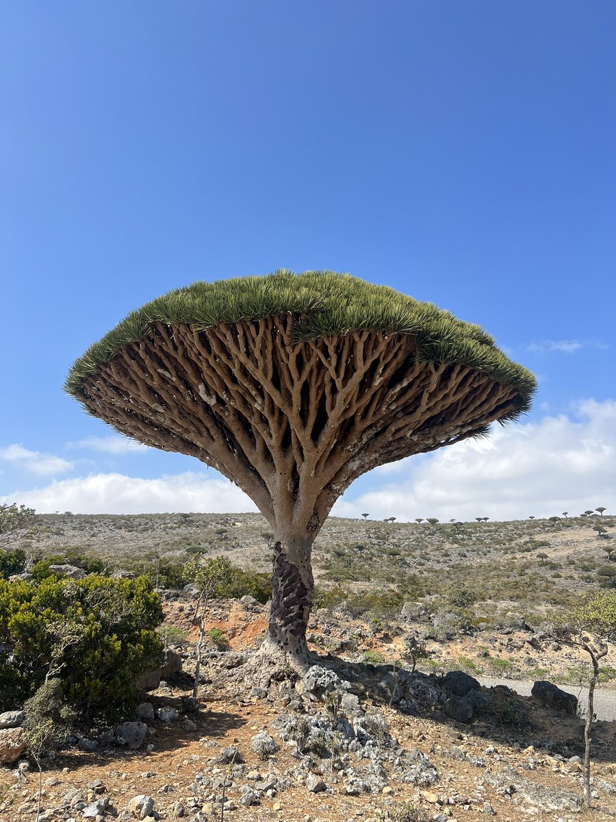 my name isn’t Ɐlice tweet media