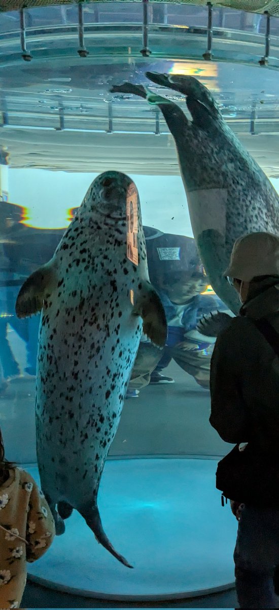 くぁな@絵/VRC/🐭 tweet media