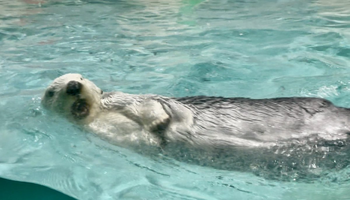 ちゃたろうL＇ (@schataro) / Posts / X