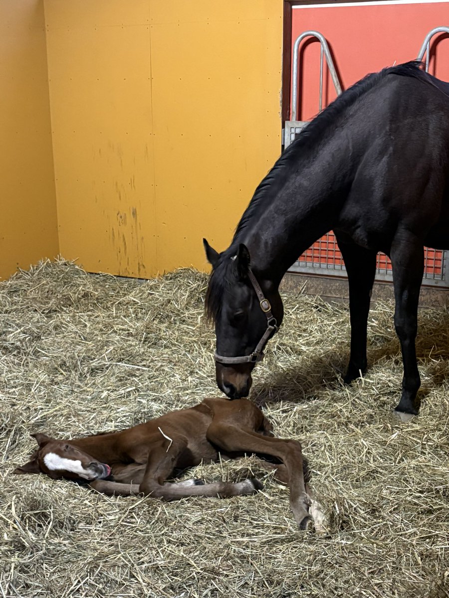 あっきぃ (@akkieSL4) / Posts / X