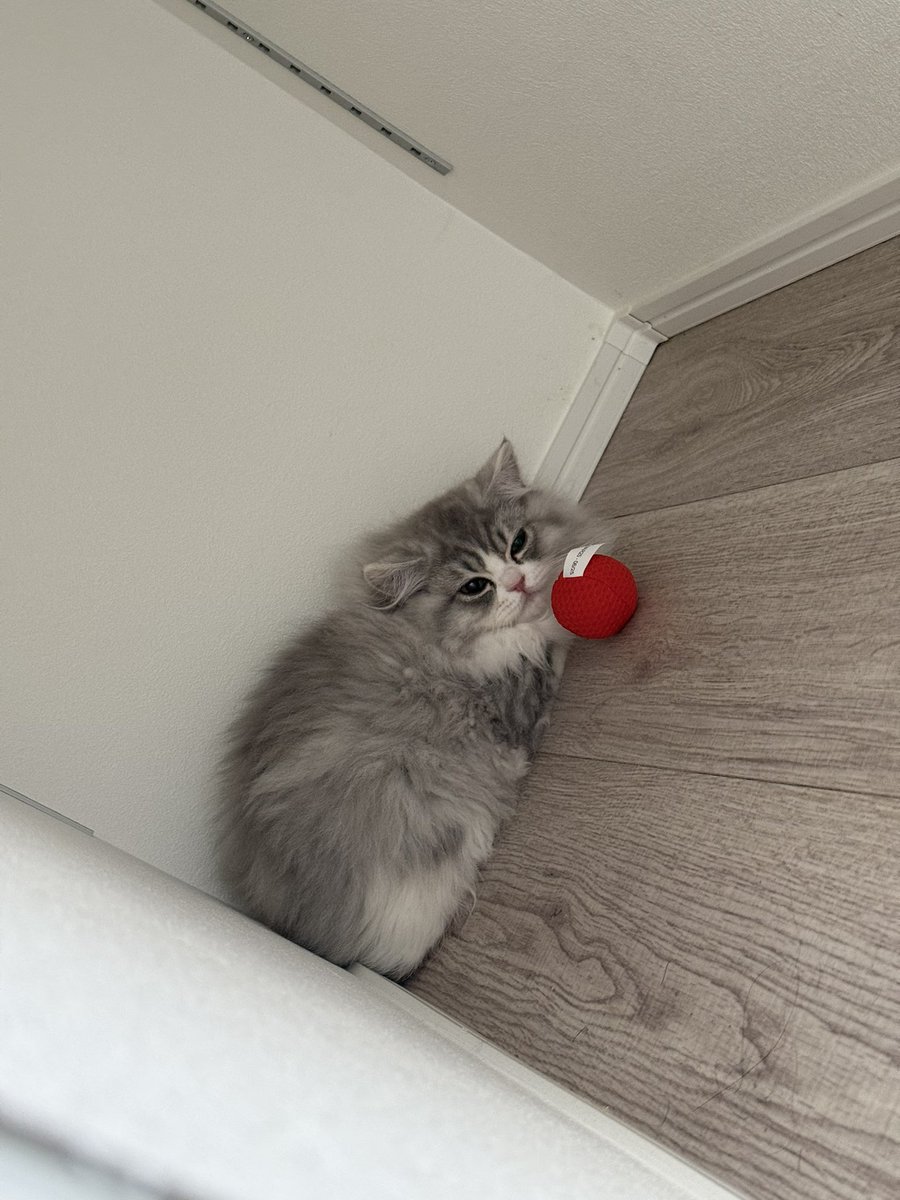 十重ゐら🐯🪐 tweet media