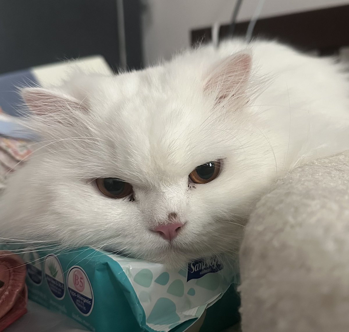 มีเรื่องจะเล่าก้คือ ซื้อม้ากใต้ตาที่มันเปนเจลลี่ๆมาเมื่อคืนใช้ละเผลอหลับ อยุ่ๆก้ตื่นเพราะมีสัมผัสของการถูกแง้บแล้วอิม้ากบนตาก้หายไป สมองยังไม่ตื่นดีด้วยซ้ำแต่สัญชาตญาณนี่ทำงานไวมาก คว้าไอก้อนขาวๆที่กำลังจะวิ่งหนีทันก่อนมันกลืนลงท้อง 😔 แง้บละวิ่งเลยอย่างนี้คือน่าจะจ้องมานานละล่ะ