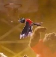 Kaids | Dragon Striker 🐲✨️ tweet media