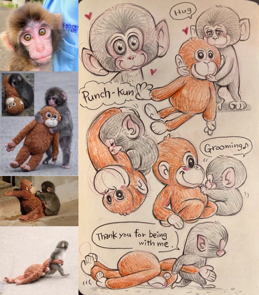 Hitomi_Draws's tweet photo. 大注目のパンチくん！ぬいぐるみを抱きしめたり連れて歩いたりしてる姿を見ると本当に愛おしい気持ちになります😢🩷最近はお友達もできたようで、本当に嬉しい！👏パンチくん、応援してます👍🔥

#がんばれパンチ #市川市動植物園 #punchkun https://t.co/zTNSry4F3N
