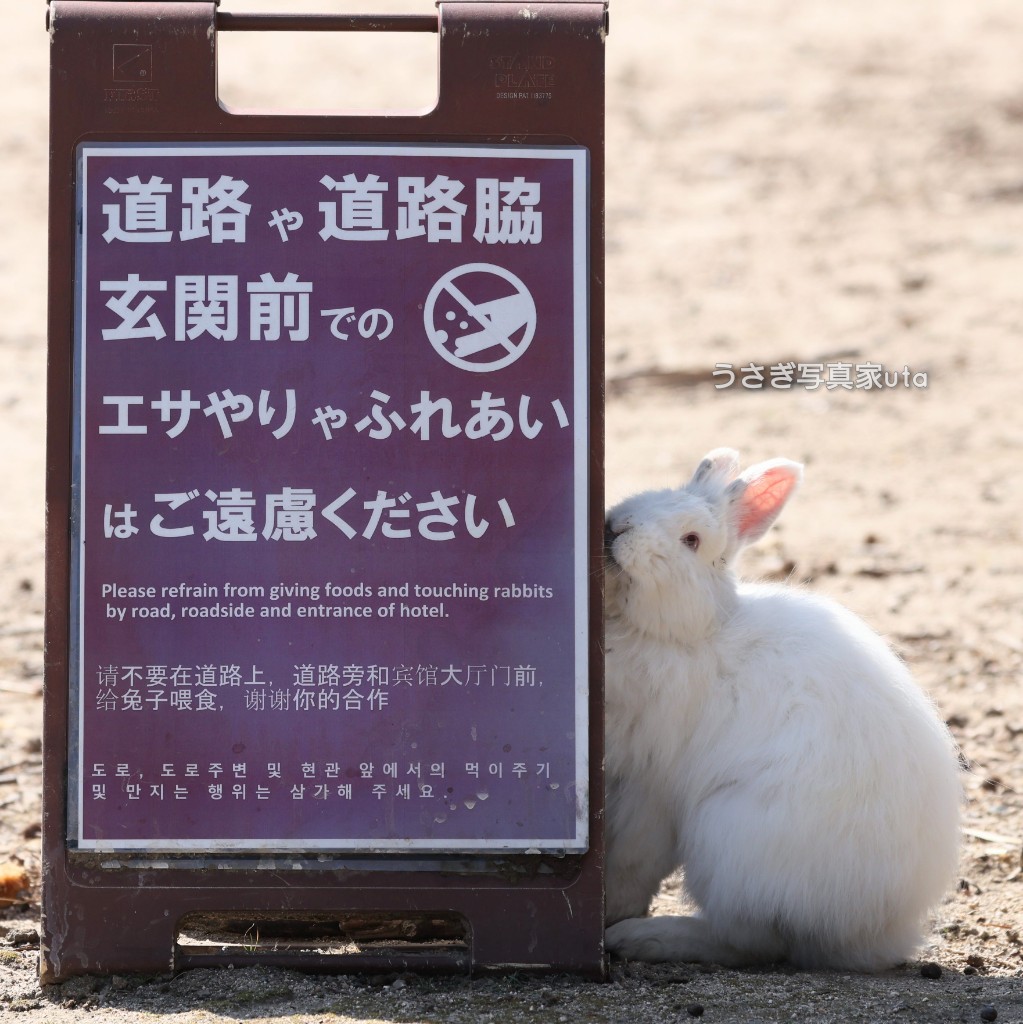 うさぎ写真家　uta tweet media