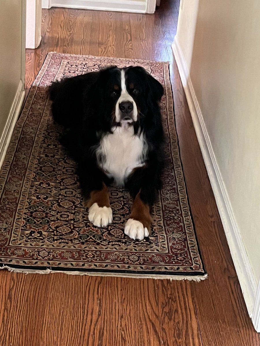 Riley 🇨🇦🇺🇸☀️ tweet media