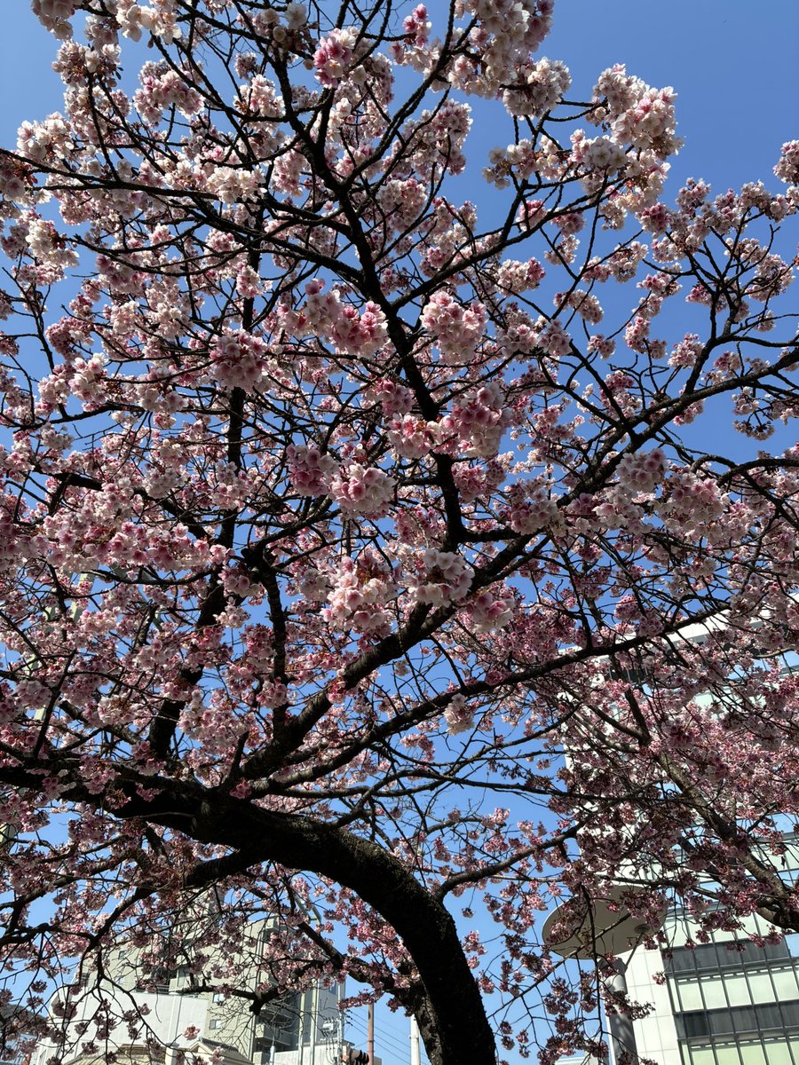himochili's tweet photo. 両国橋南側で桜が咲いてる
冬が終わり、春が近づいてきた https://t.co/RVjytnW0QX