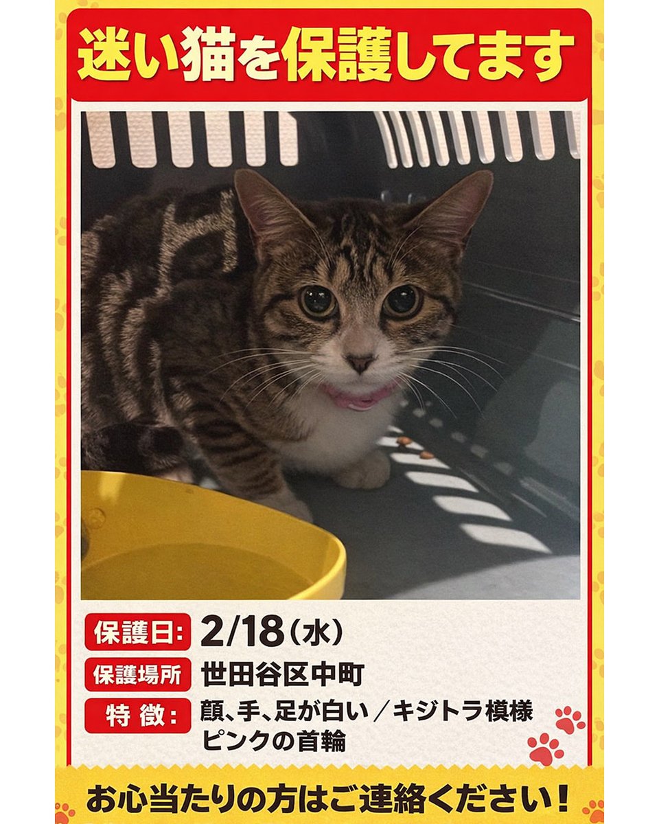 ねねここ🍒 (@cats_dogs_cats) on X