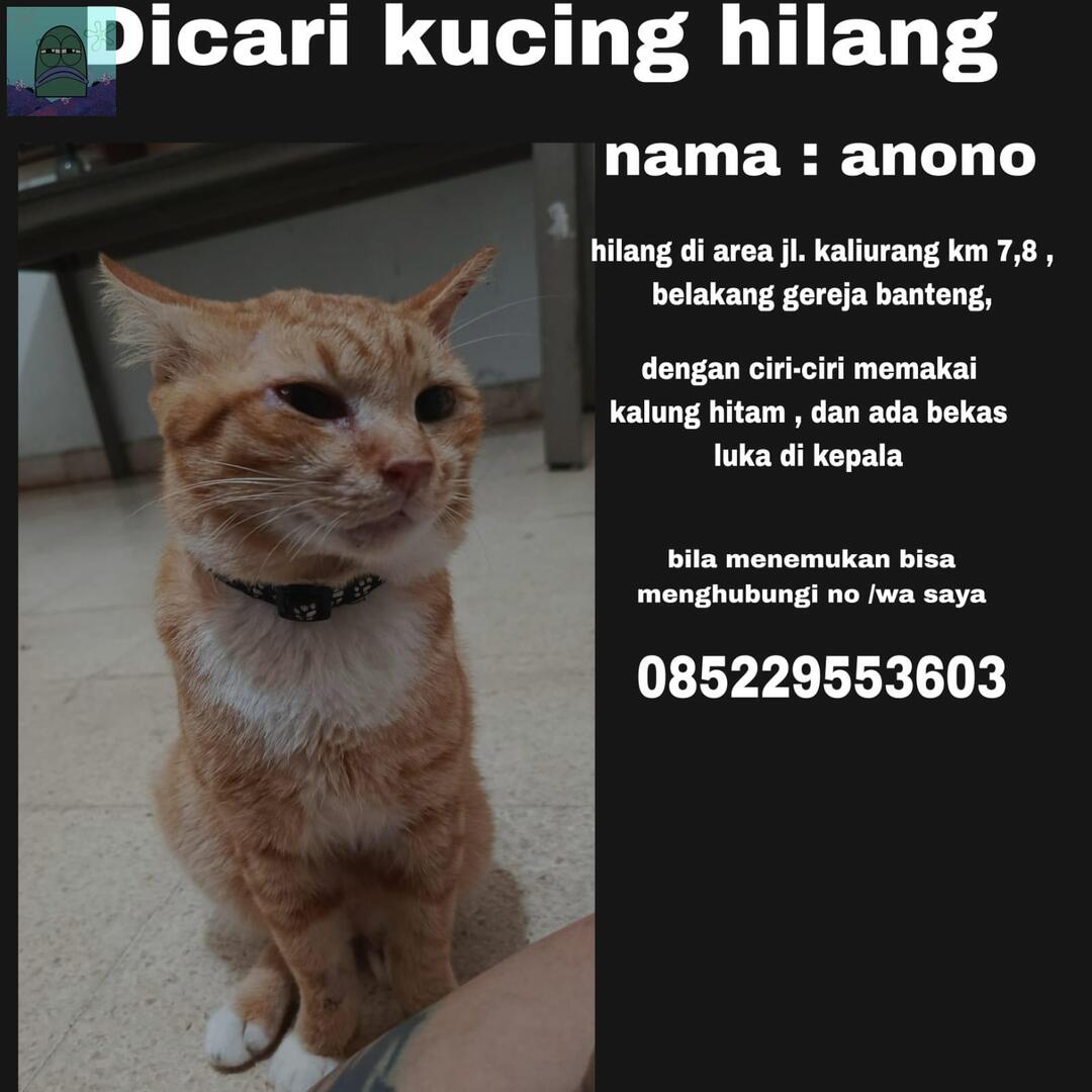 🚨 DICARI KUCING HILANG  jogja area 💚