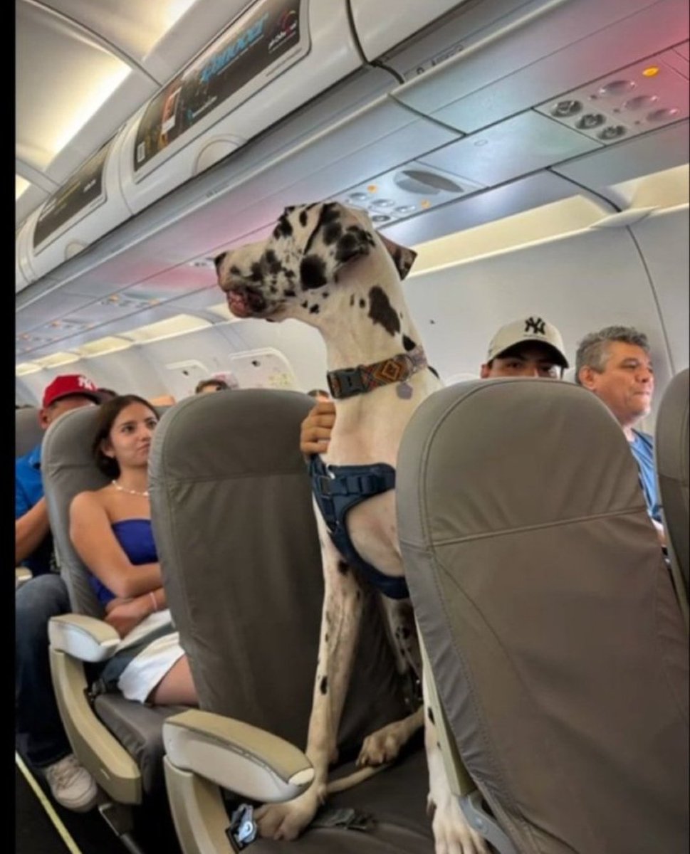 SolidKroket tweet media