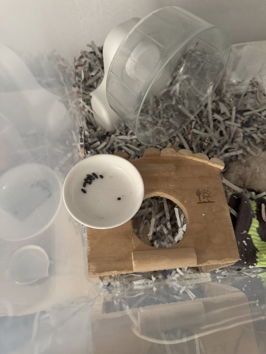 朝起きたら、餌皿に💩いっぱいあったのなんでなん風ちゃん

敢えてここで💩してるのか、出したやつをわざわざ持ってきてるのか…