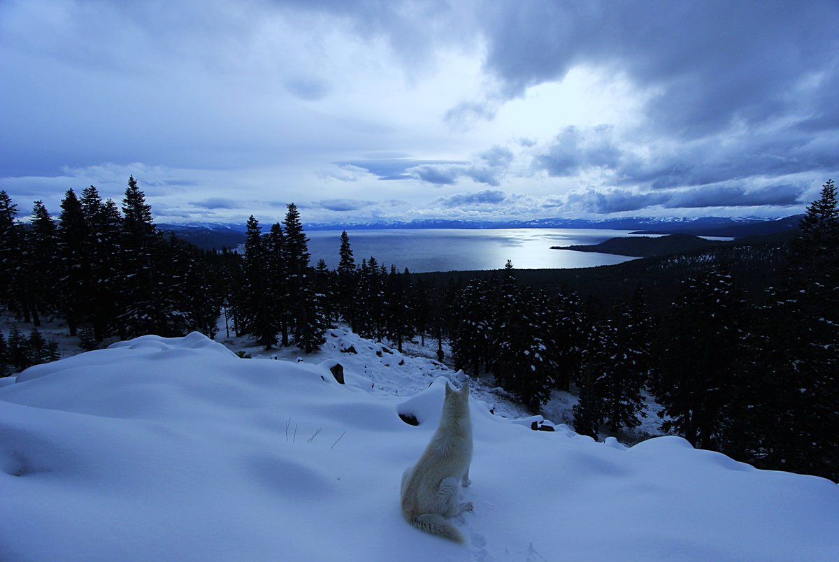 Enter The Lake Tahoe Gallery  
sean-sarsfield.pixels.com
Metal Prints  Canvas Wraps  Puzzles  
Sweatshirts  Tote Bags  Towels  
Phone Cases  Yoga Mats  TShirts  
#Nature #Wolves #Dogs #Sierra #Hiking #Photography #Soul #Travel #Painting #Portraits #Craft #Art #WaterProtector