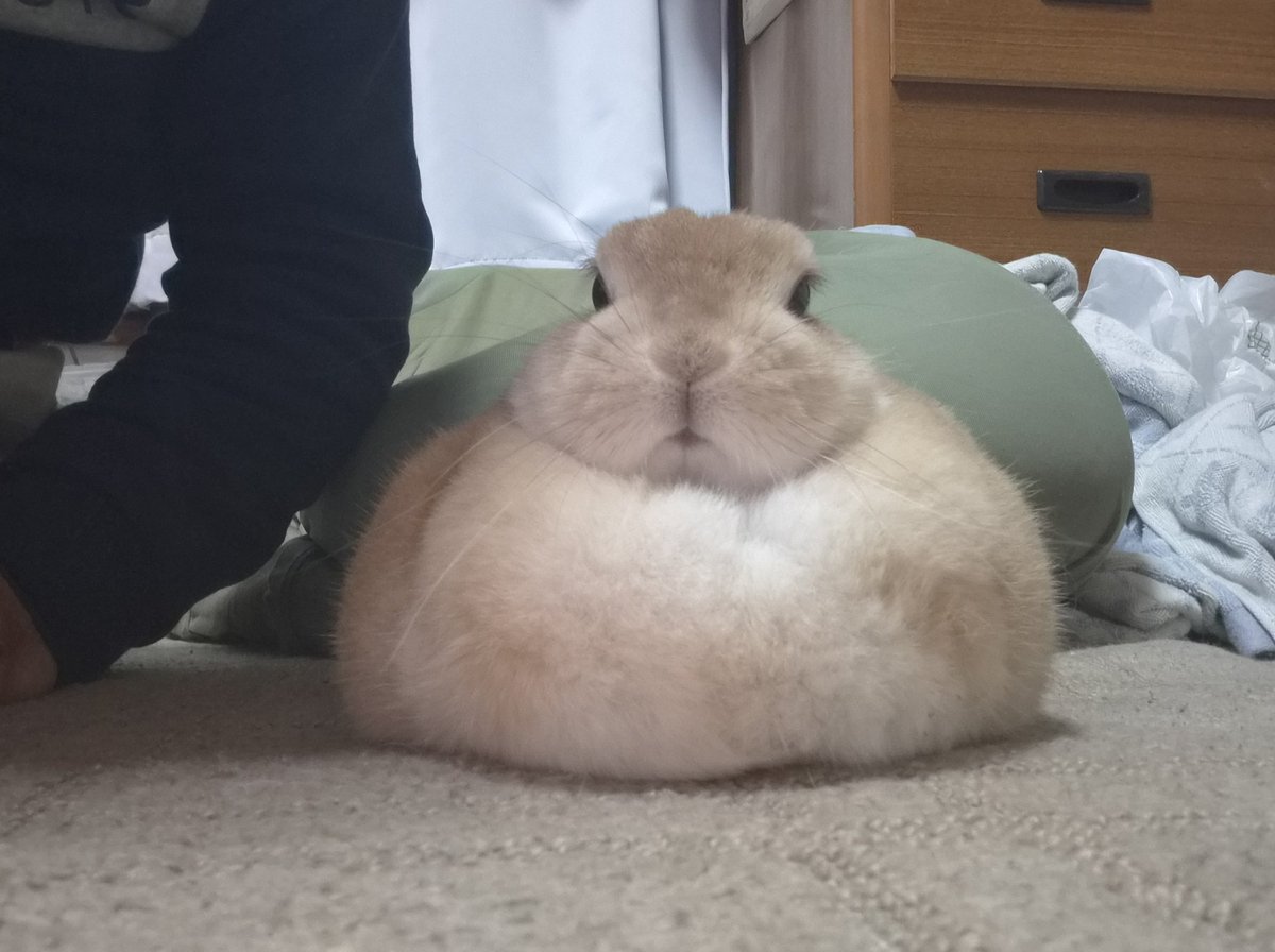 ゴンちゃんのお部屋 tweet media